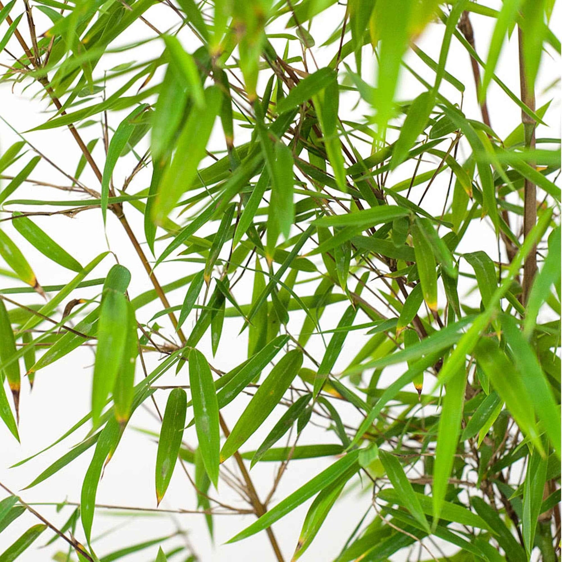 Bambus 'Jiuzhaigou' - Fargesia robusta 'jiuzhaigou'
