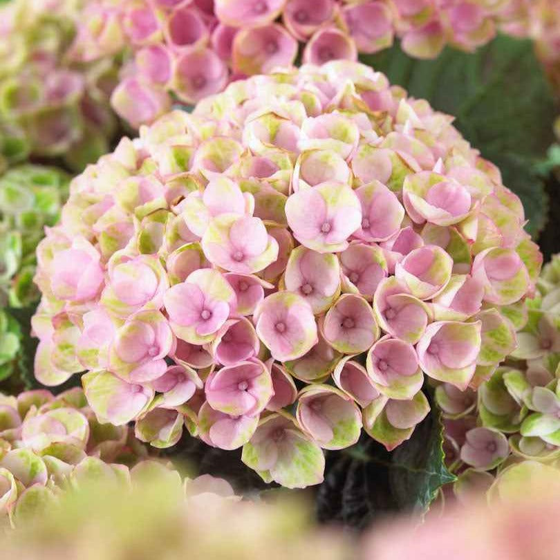 Bauernhortensie 'Revolution Pink' - Hydrangea macrophylla 'revolution pink' - Hortensien