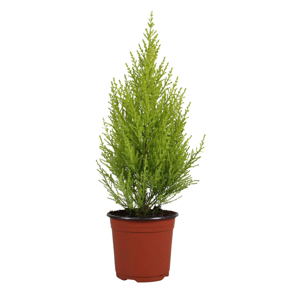 Grüne Zimmerpflanzen - Zimmerzypresse 'Goldcrest Wilma' - Cupressus macrocarpa Goldcrest Wilma