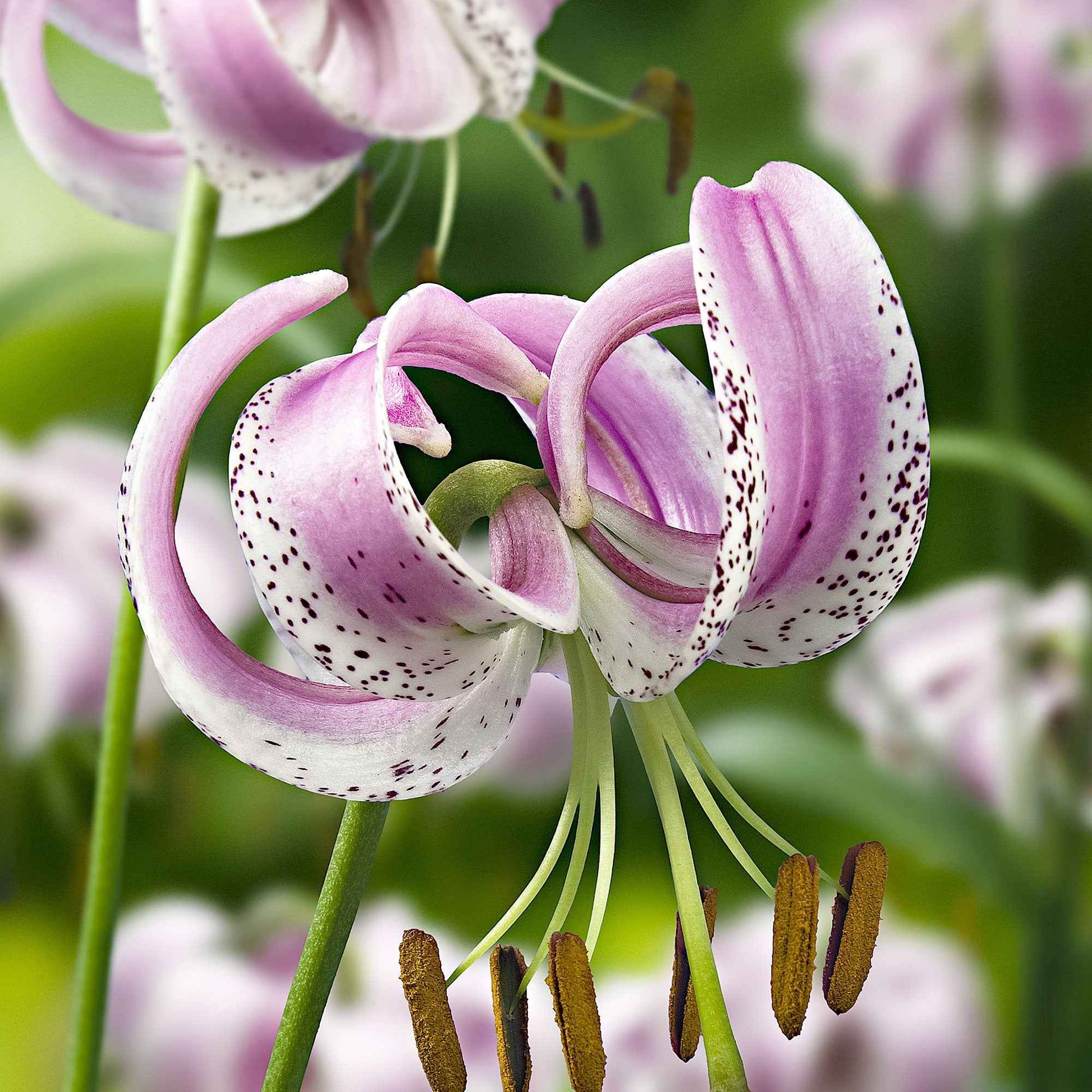 Lankongense Lilie (x3) - Lilium lankongense - Blumenzwiebeln