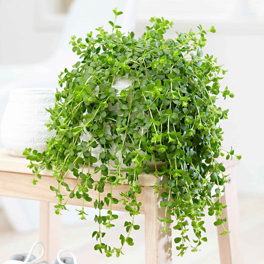 Zwergpfeffer 'Isabelle' - Peperomia isabelle - Zimmerpflanzen