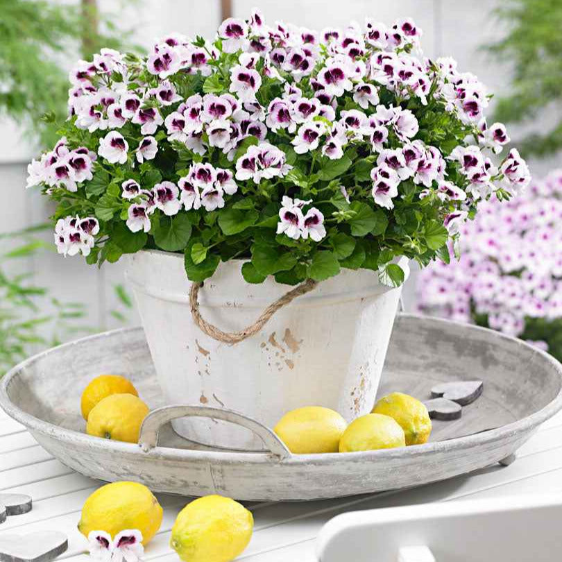 Pelargonium mosquitaway 'eva', 'lizzy' - Geranie 'Mosquitaway Eva' + 'Mosquitaway Lizzy' (x6) - Balkonblumen