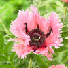 Orientalischer Mohn 'Pink Perfection' (x2) - Bakker