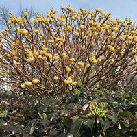 Japanischer Papierbusch 'Grandiflora' - Edgeworthia tomentosa Grandiflora - Ziersträucher