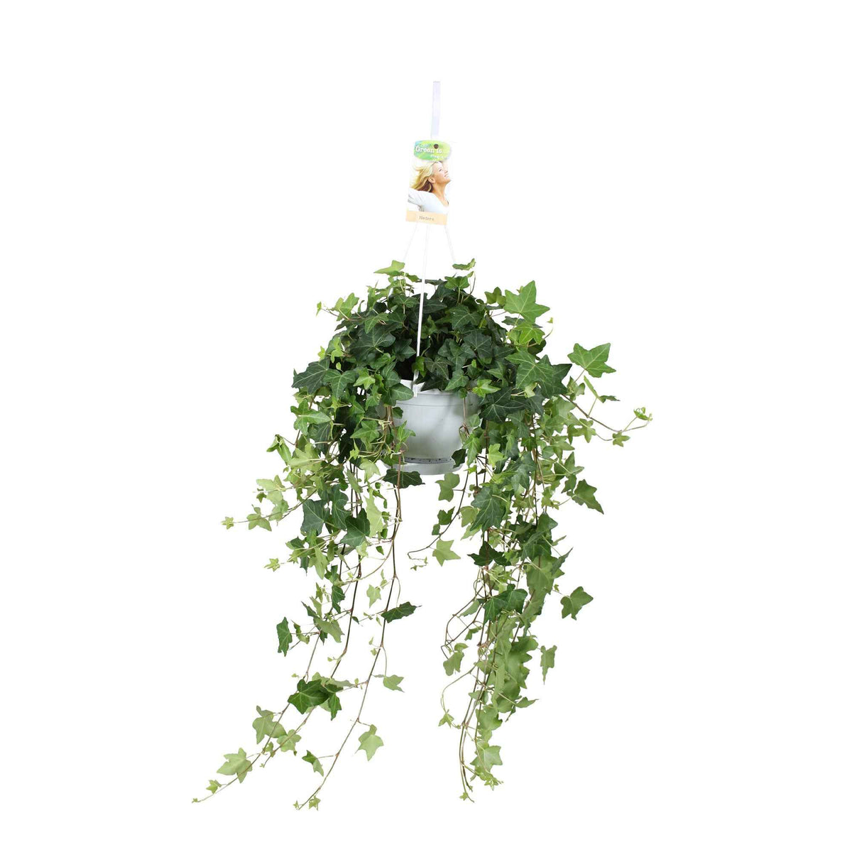 Hedera helix Pittsburgh - Gemeiner Efeu 'Pittsburgh' - Efeu - Hedera