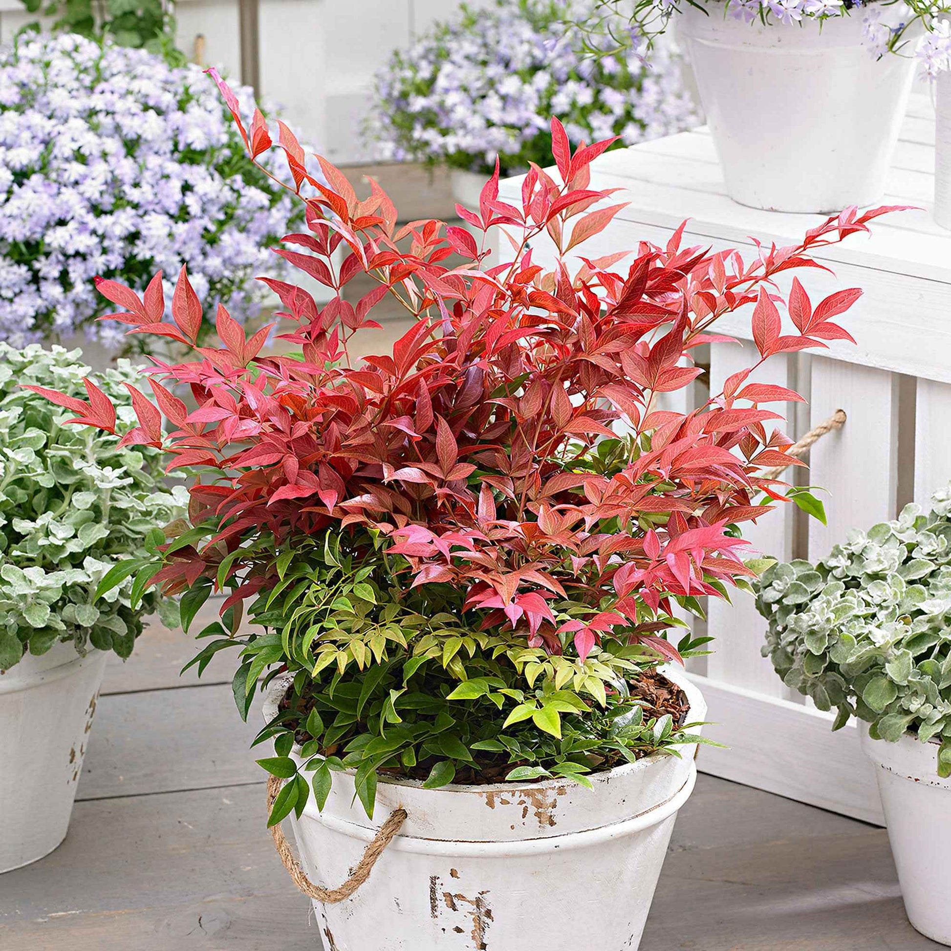 Himmelsbambus 'Obsessed' - Nandina domestica obsessed'® - Sträucher