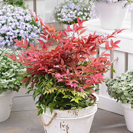 Himmelsbambus 'Obsessed' - Nandina domestica obsessed'® - Ziersträucher
