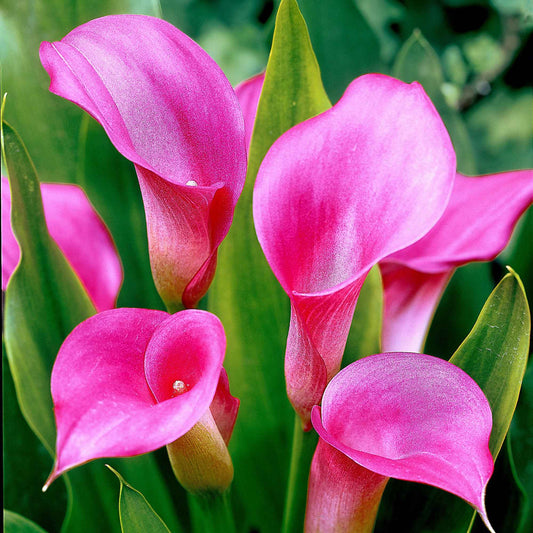 Rehmann-Calla rosa (x2) - Bakker