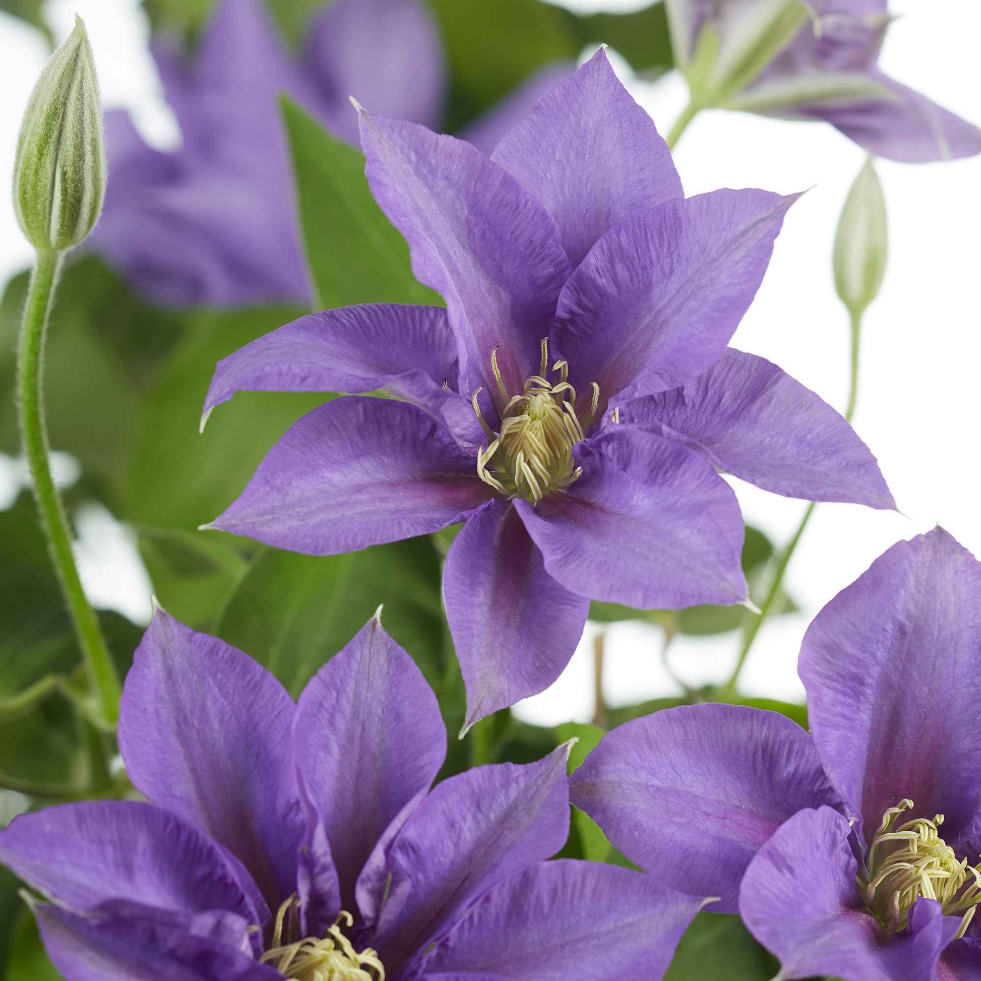 Waldrebe 'Olympia' - Clematis 'olympia'