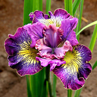 Sibirische Iris 'How Audacious' - Iris sibirica 'how audacious' - Gartenpflanzen