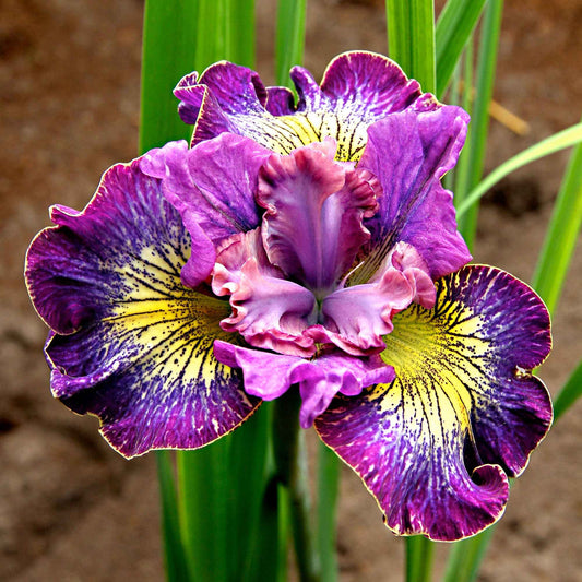 Sibirische Iris 'How Audacious' (x3) - Iris sibirica 'how audacious' - Gartenpflanzen