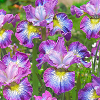 Sibirische Iris 'How Audacious' - Iris sibirica 'how audacious' - Stauden