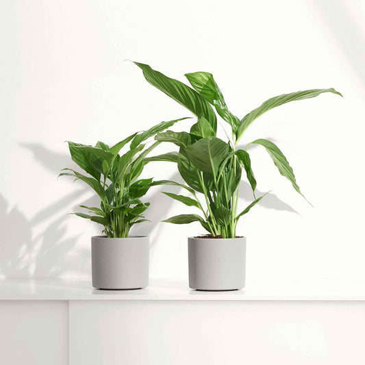 Einblatt Spathiphyllum 'Pearl Cupido' Weiß - Bakker