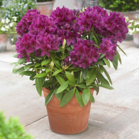Rhododendron 'Polarnacht' - Rhododendron ponticum 'polarnacht' - Gartenpflanzen