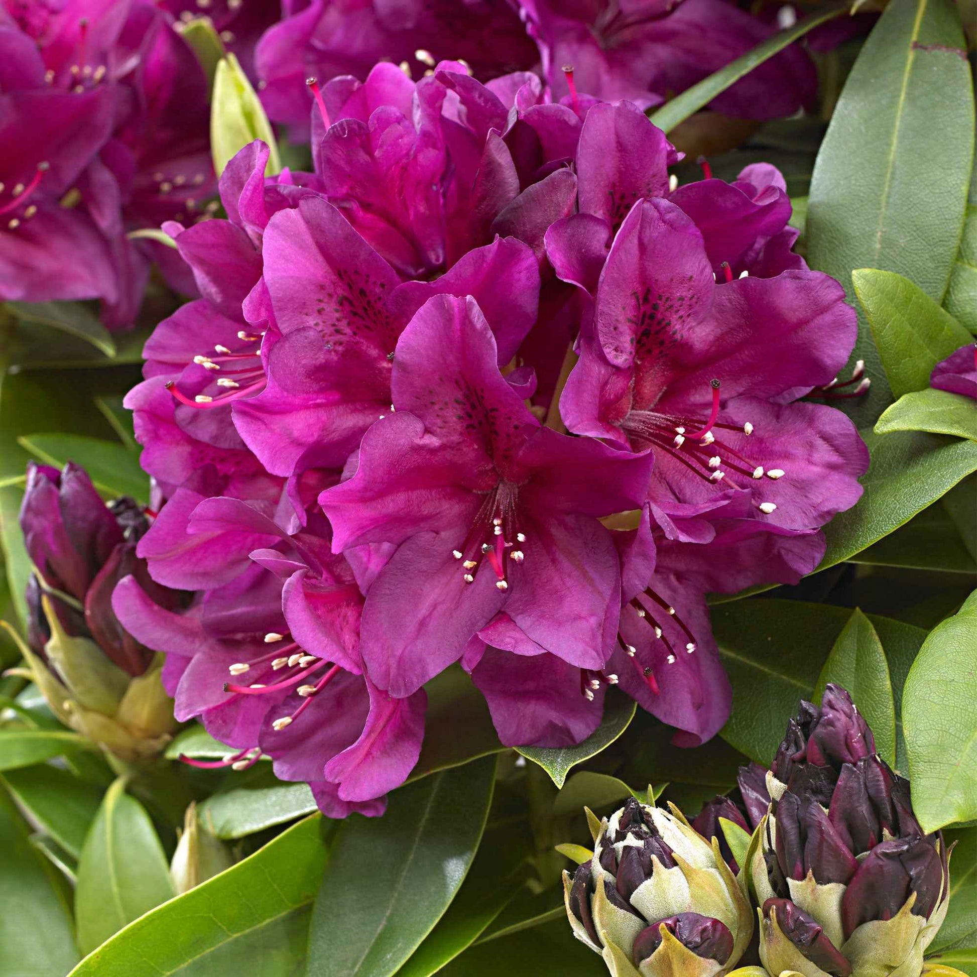 Rhododendron 'Polarnacht' - Rhododendron ponticum 'polarnacht' - Sträucher
