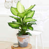 Dieffenbachie 'Summer Style' - Dieffenbachia summer style - Zimmerpflanzen