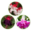 Fuchsia Mischung 'Bella Rosella' + 'Blue Angel' + 'New Millenium' (x3) - Fuchsia  Bella Rosella, Blue Angel, New Millenium - Gartenpflanzen