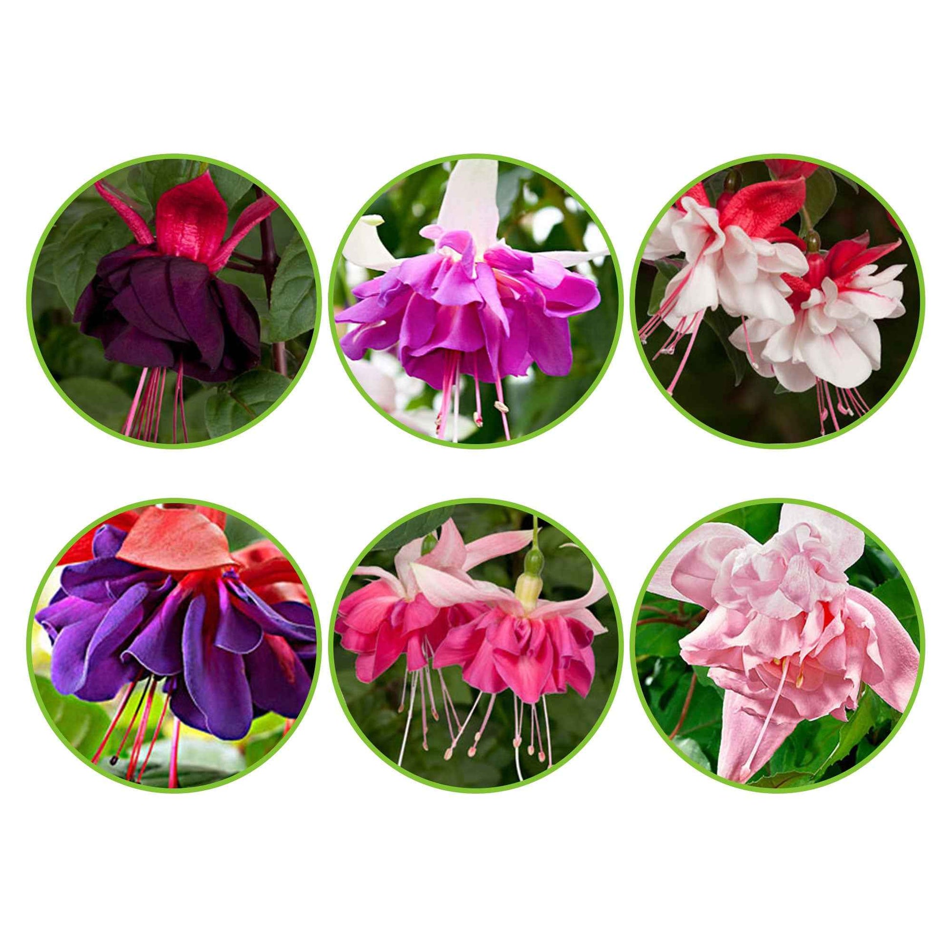 Fuchsia Mischung 'All in One' (x6) - Fuchsia Bella Rosella, Blue Mirage, New Millenium, Pink Marshmallow - Gartenpflanzen