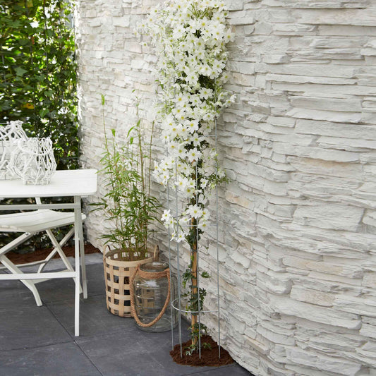 Waldrebe 'Avalanche' - Bakker