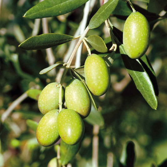 Olivenbaum auf Stamm - Olea europaea - Terrasse balkon