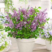 Herbstflieder 'Dark Purple' - Syringa pubescens microphylla Bloomerang Dark Purple - Gartenpflanzen