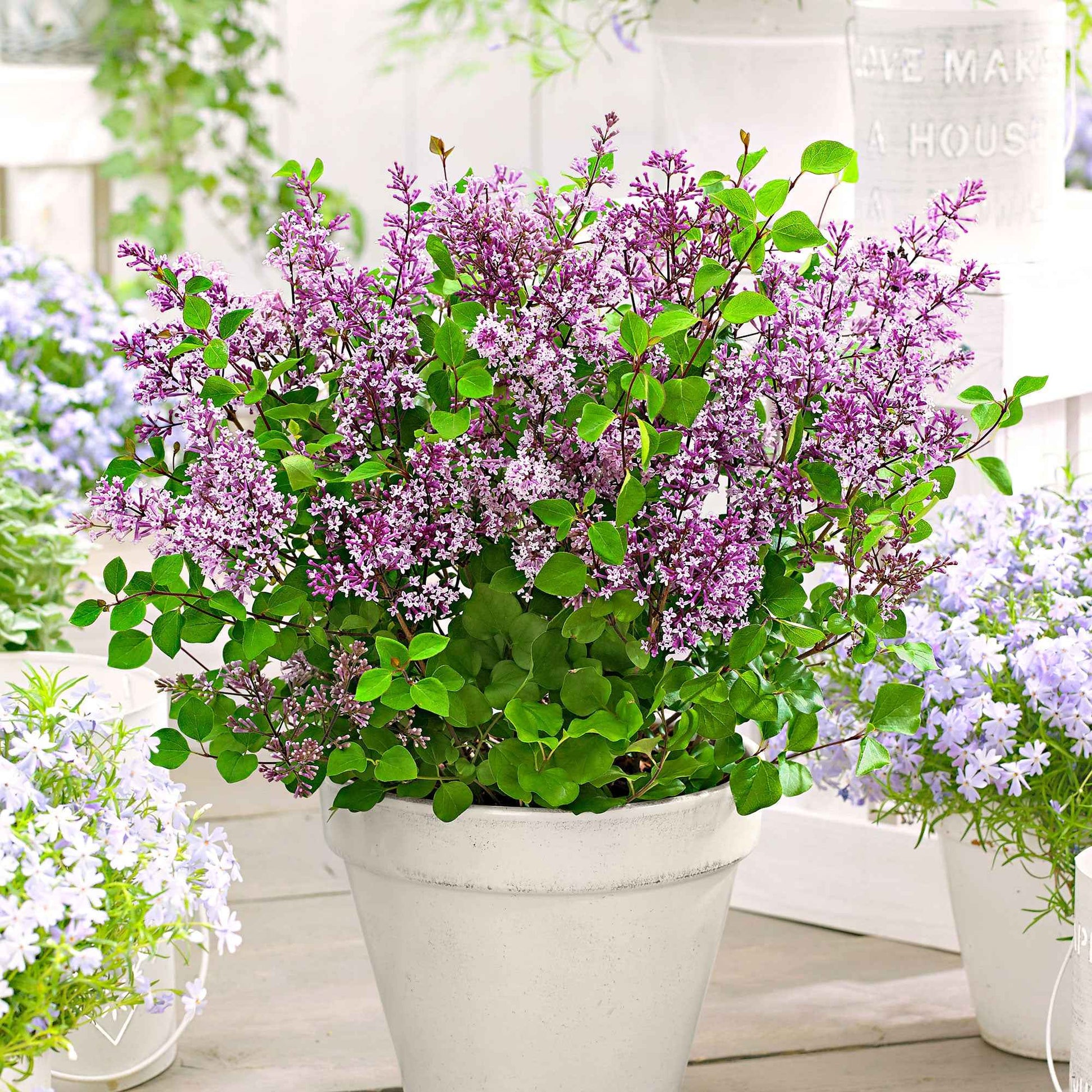 Herbstflieder 'Dark Purple' - Syringa pubescens microphylla Bloomerang Dark Purple - Gartenpflanzen