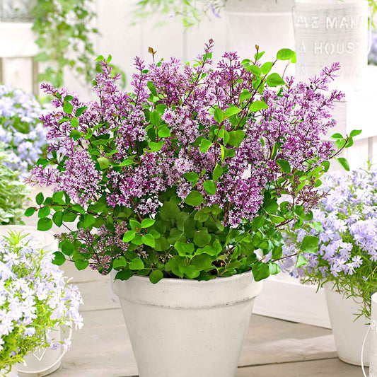 Herbstflieder 'Dark Purple' - Bakker