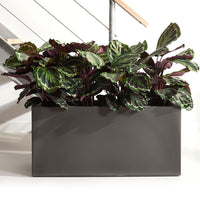 Korbmarante 'Medaillon' - Calathea medaillon - Calathea