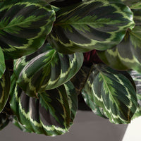 Korbmarante 'Medaillon' - Calathea medaillon