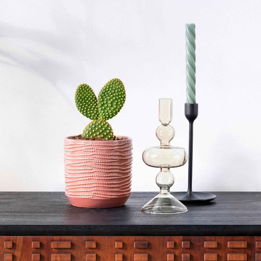 Scheibenkaktus Opuntia microdays - Bakker