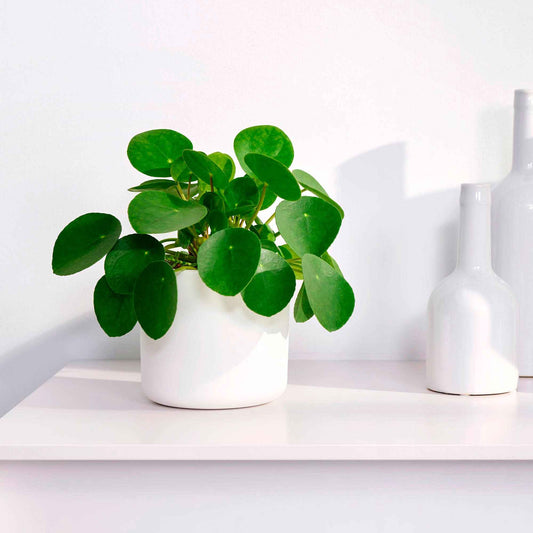 Pfannkuchenpflanze Pilea peperomioides - Bakker