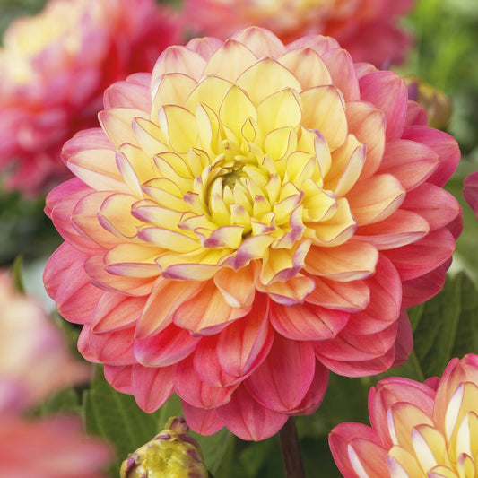 Dahlie 'Melody Allegro' (x3) - Bakker