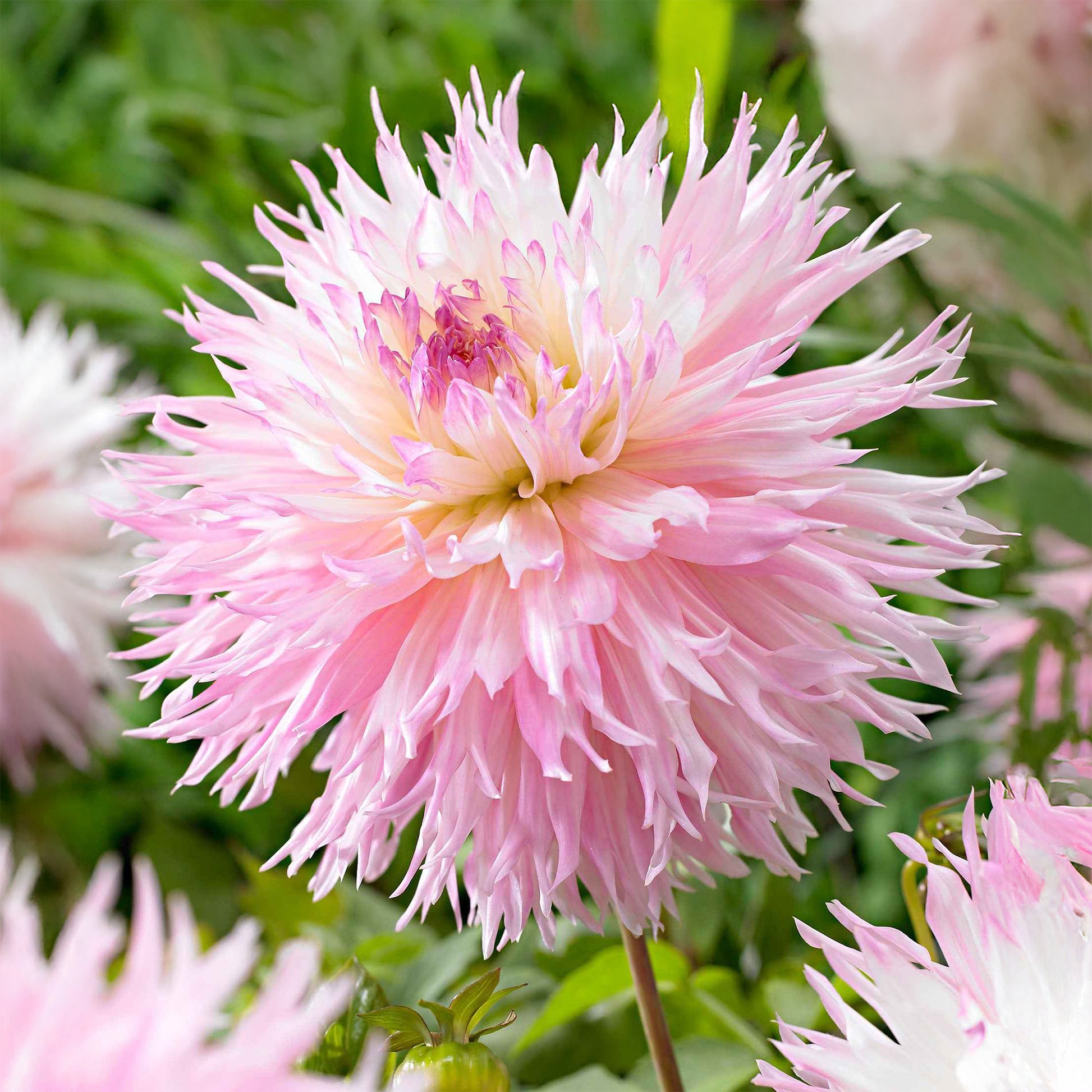 Dahlia fimbriata 'nadia ruth' - Dahlie 'Nadia Ruth' (x3) - 