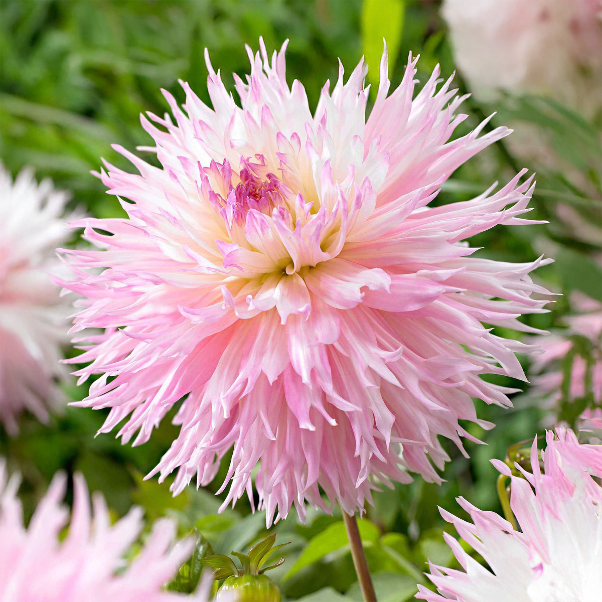 Dahlia fimbriata 'nadia ruth' - Dahlie 'Nadia Ruth' (x3) - Dahlien-Zwiebeln
