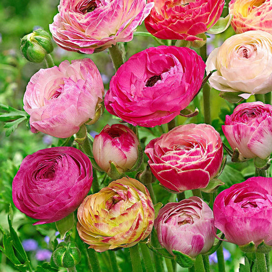 Asiatischer Hahnenfuß 'Peony Blend' (x15) - Bakker