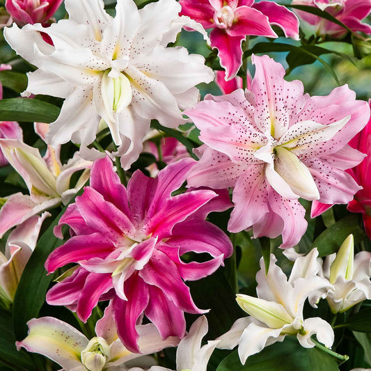 Doppelblütige Lilien Mischung 'The Roses' (x3) - Bakker