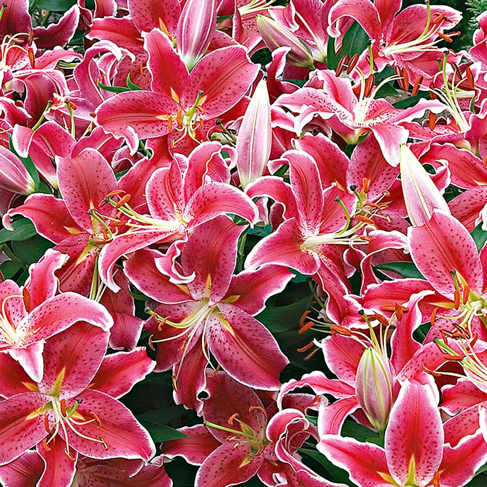 Lilie 'Starlight Express' (x5) - Lilium orientalis 'starlight express' - Blumenzwiebeln