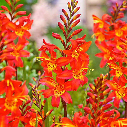 Montbretien 'Prince of Orange' (x10) - Crocosmia  'prince of orange' - Blumenzwiebeln