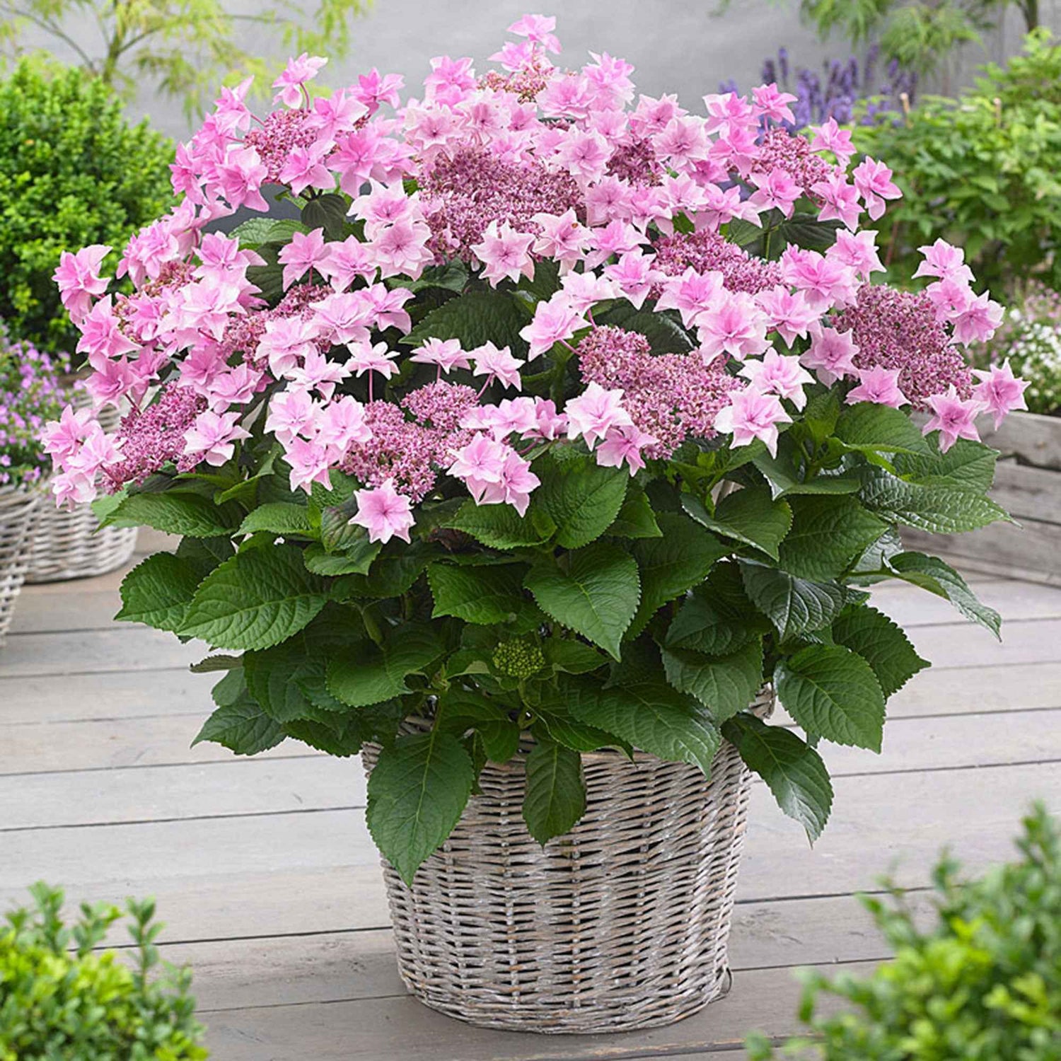 Blumen für Terrasse und Balkon