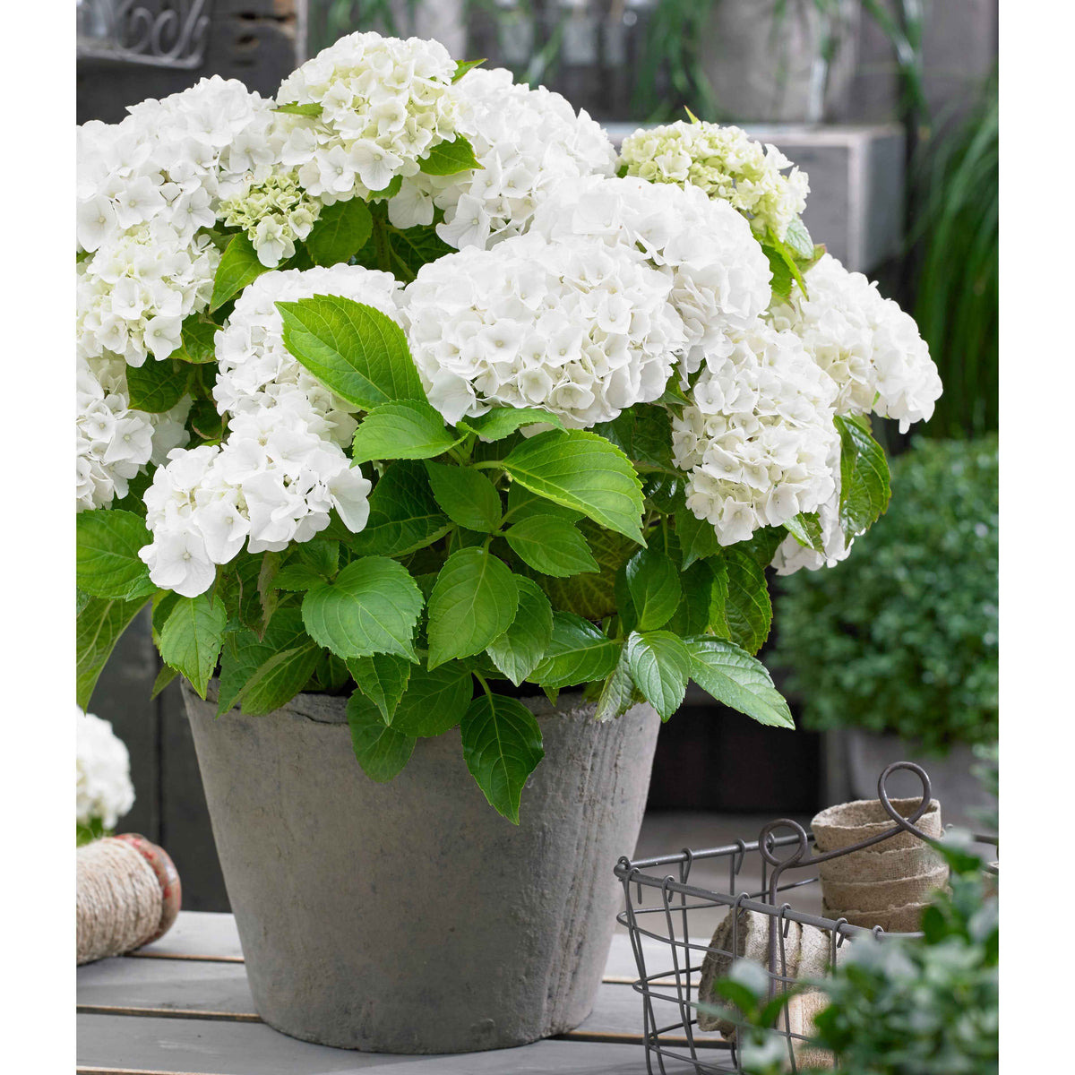 Bauernhortensie weiß - Hydrangea macrophylla - Hortensien
