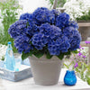Bauernhortensie 'Blue Boogie Woogie' - Hydrangea macrophylla 'blue boogie woogie' - Gartenpflanzen