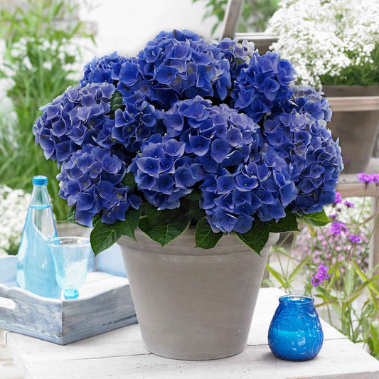 Bauernhortensie 'Blue Boogie Woogie' - Hydrangea macrophylla 'blue boogie woogie' - Hortensien