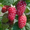 Taybeere 'Tayberry' - Rubus 'tayberry' - Gartenpflanzen
