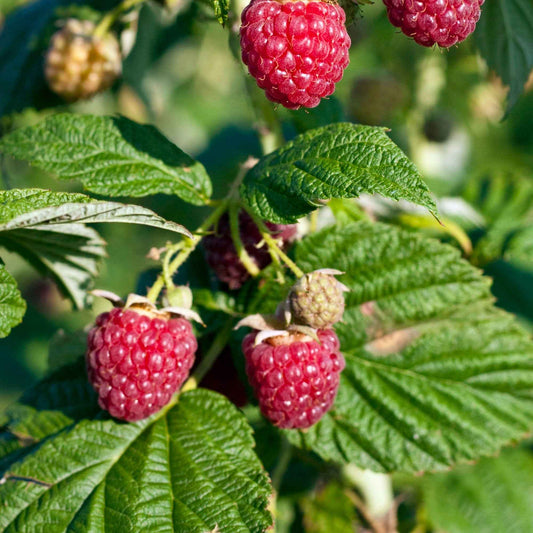 Zwerg-Himbeere  Sweet Sister' - Rubus idaeus 'sweet sister' - Obst