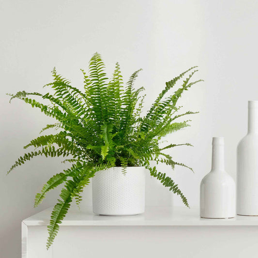 Schwertfarn Nephrolepis 'Green Lady' - Bakker
