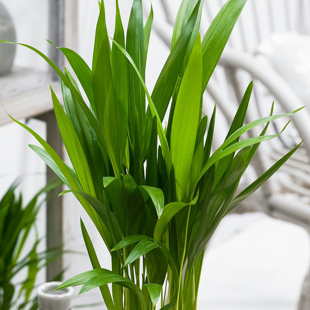 Goldfruchtpalme - Dypsis lutescens