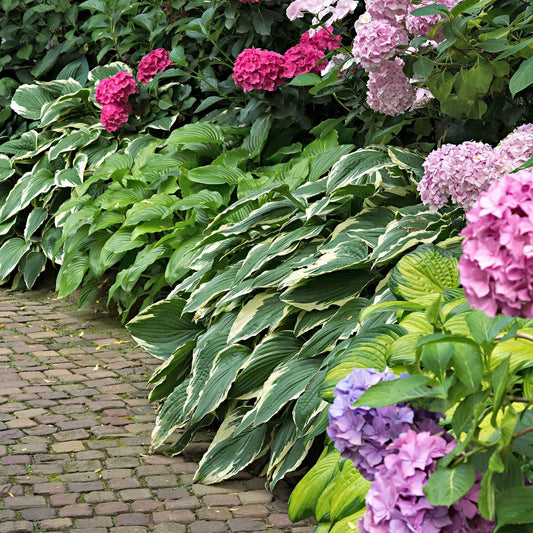 Hosta 'Colourful Shadow' (x3) - Bakker