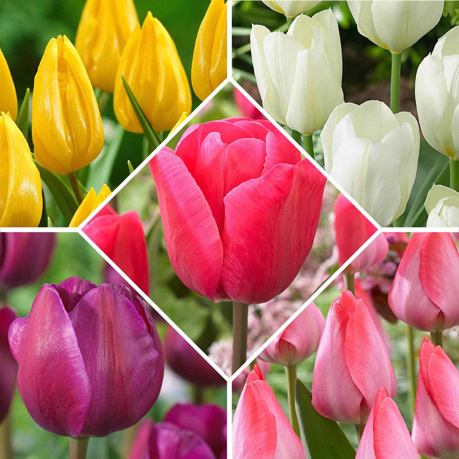 Tulpenzwiebel Mischung (x50) - Tulipa 'happy garden'