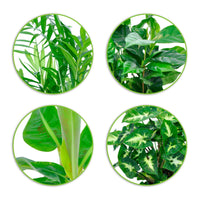 Tropische Pflanzen Mischung (x4) - Chamaedorea elegans, Arum syngonium, Musa, Coffea arabica - Zimmerpflanzen Sets