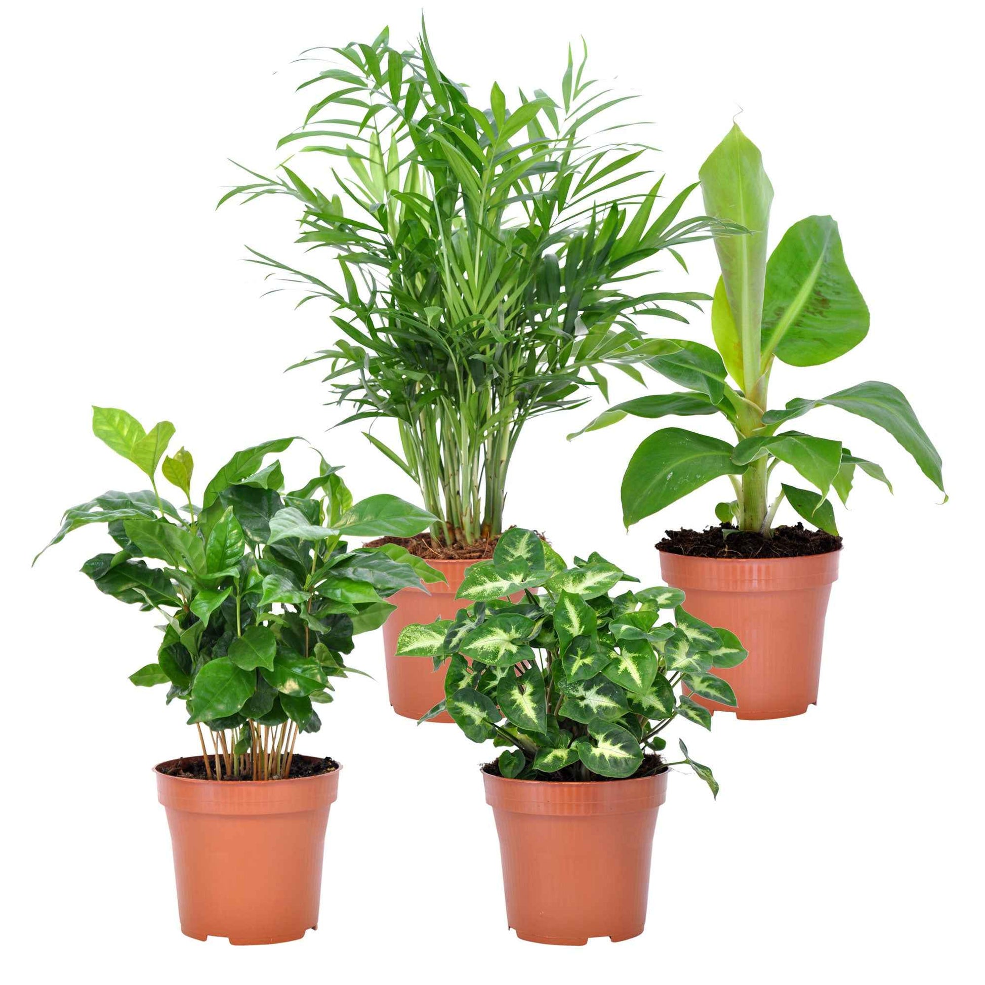 Tropische Pflanzen Mischung (x4) - Chamaedorea elegans, Arum syngonium, Musa, Coffea arabica - Zimmerpflanzen